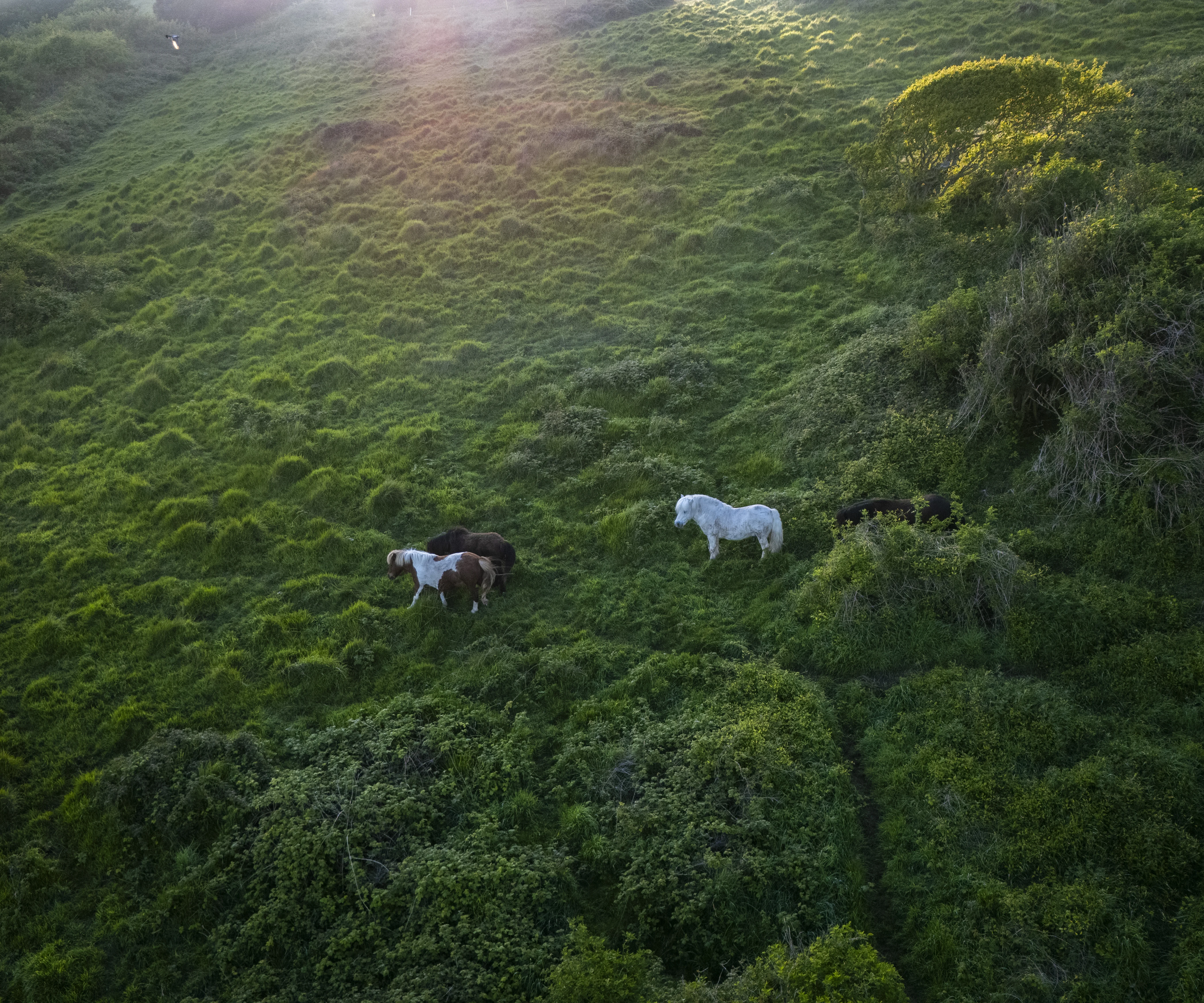 Horses roaming the land on beachy head